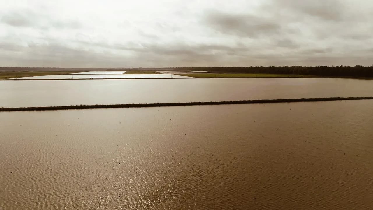 Aerial view of the crawfish ponds at Ju's Crawfish Company in Plaucheville, Louisiana