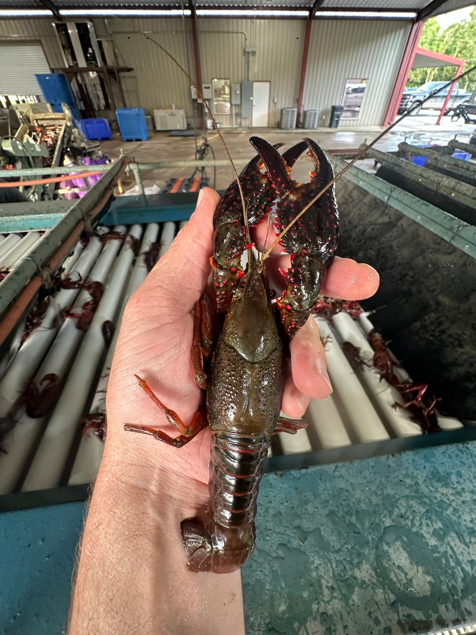A dark red Louisiana crawfish held up at Ju's Crawfish Company